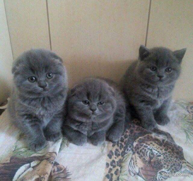 Cats For Sale Malaysia / British Shorthair Kittens For Sale Malaysia