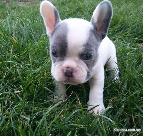 Mini French Bulldog Puppies | Pets for sale in Kuala Lumpur | Sheryna ...